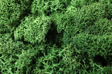 Green moss as background, closeup