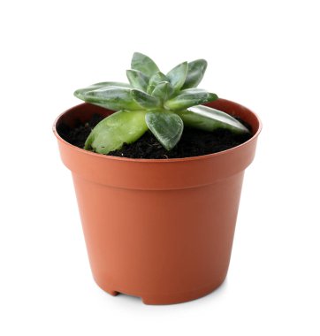 Beyaz arkaplanda saksıda sulu bitki