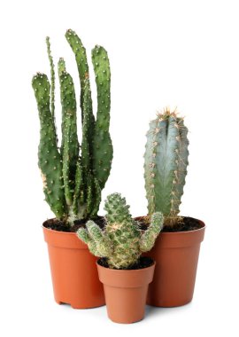 Beyaz arkaplandaki saksılarda sulu bitkiler