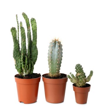 Beyaz arkaplandaki saksılarda sulu bitkiler