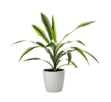 Green houseplant in pot on white background