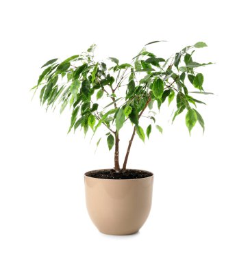 Ficus tree in pot on white background