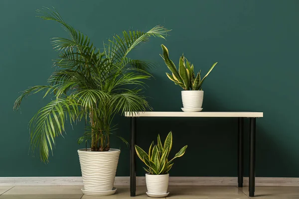 Table with snake plants and palm tree near green wall