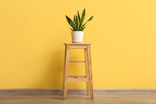 Snake plant on stool near yellow wall
