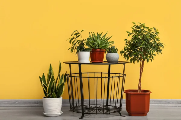 Table with potted houseplants near yellow wall