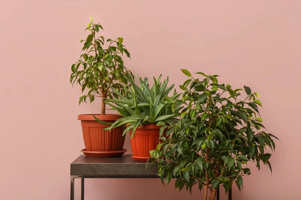 Potted houseplants on table near pink wall