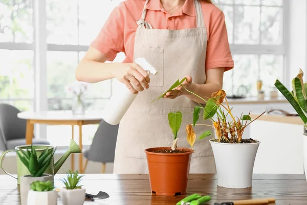 Woman spraying water onto wilted houseplant at home