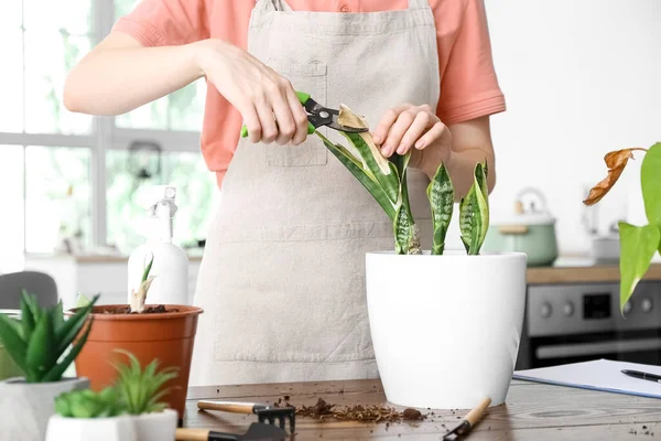 Woman cutting leaf of wilted houseplant at home, closeup