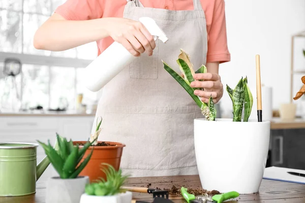 Woman spraying water onto wilted houseplant at home