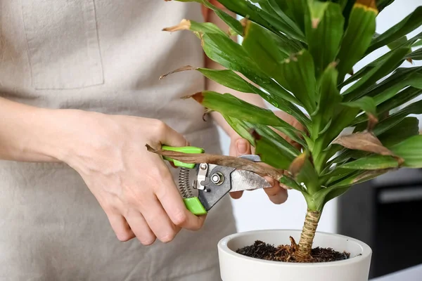 Woman cutting dry leaf of wilted houseplant at home, closeup