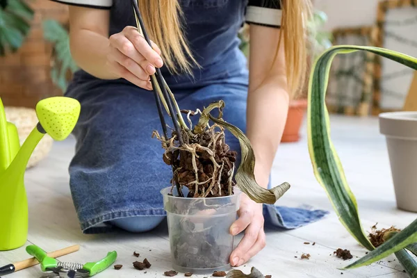 Woman with wilted houseplant at home, closeup