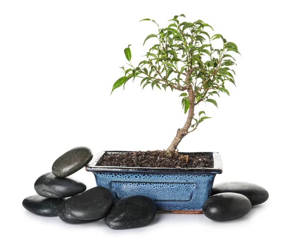 Bonsai Tree Stones White Background — Stock Photo, Image