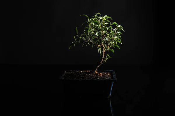 Bonsai Tree Black Background — Φωτογραφία Αρχείου