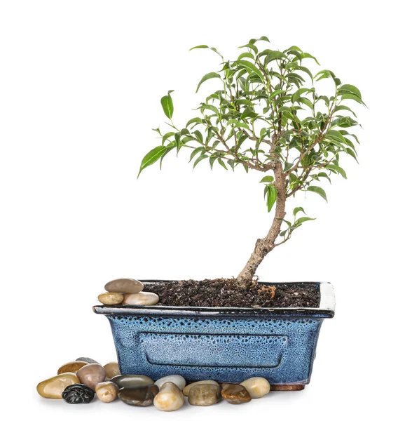 Bonsai Tree Pebbles White Background — Stock Photo, Image
