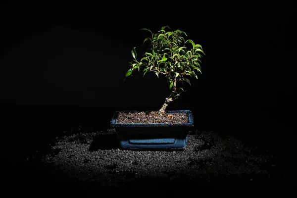 Bonsai Tree Black Background — Φωτογραφία Αρχείου