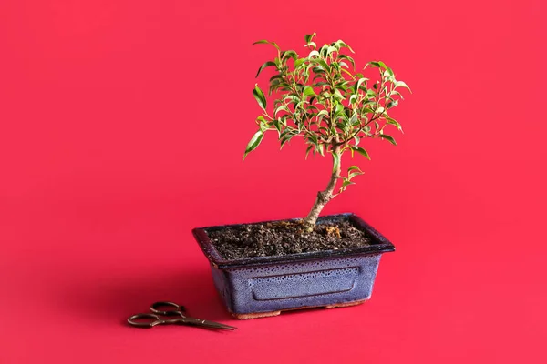 Bonsai Tree Scissors Red Background — Φωτογραφία Αρχείου