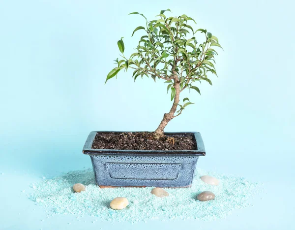 Bonsai Tree Pebbles Sea Salt Blue Background — Stock Photo, Image