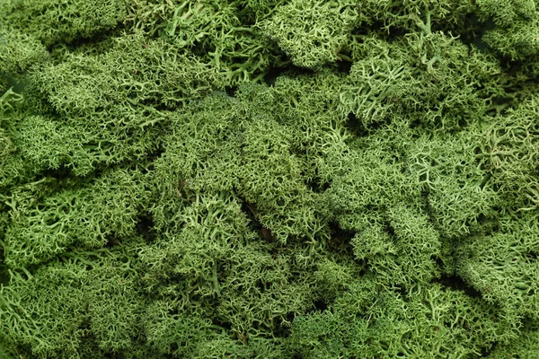 Green moss as background, closeup