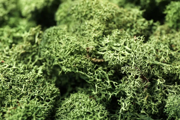 Green moss as background, closeup