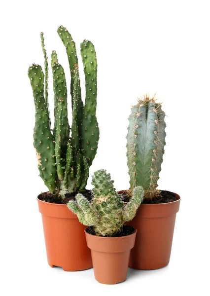 Beyaz arkaplandaki saksılarda sulu bitkiler