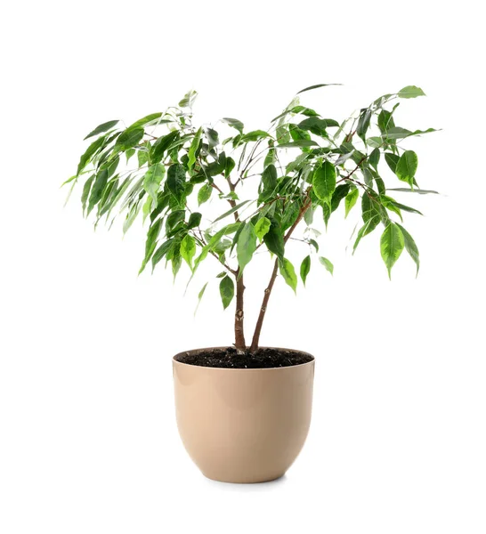 Ficus tree in pot on white background