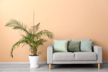 Grey sofa with cushions and palm tree near beige wall