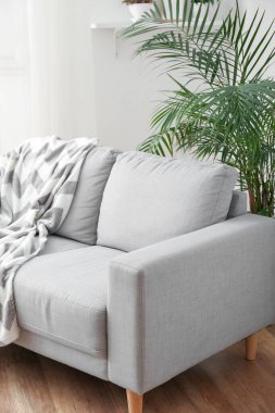 Grey sofa with plaid and palm tree in light living room