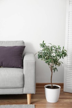 Grey sofa with cushion and houseplant near light wall