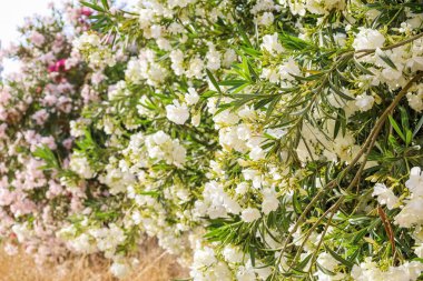 Açık havada açan güzel beyaz çiçekler, yakın plan