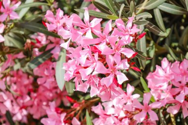 Açık havada açan güzel pembe çiçekler, yakın plan