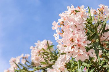 Beautiful pink flowers against blue sky, closeup