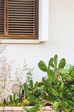 Cacti with blooming flowers near building in city