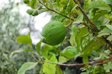 Tree branch with green lemon outdoors, closeup