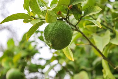 Tree branch with green lemon outdoors, closeup