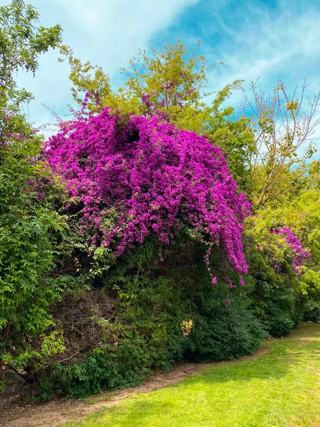 View of beautiful shrub with purple flowers in park
