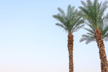Palm trees with green leaves against blue sky
