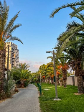 View of city street with palm trees