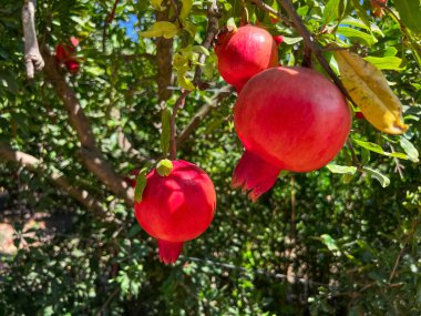 Tree with tasty pomegranates on farm, closeup