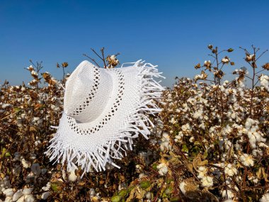 Beautiful white hat on cotton flowers