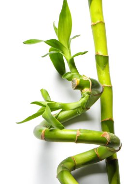 Beyaz arka plan üzerinde izole bambu dalları