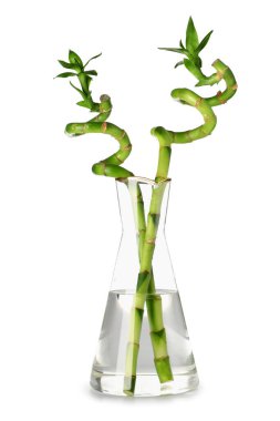 Glass vase with green bamboo branches on white background
