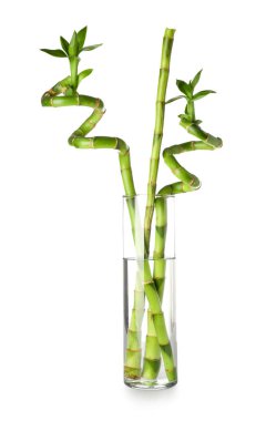 Glass vase with green bamboo branches on white background