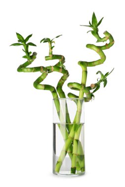 Glass vase with green bamboo branches on white background