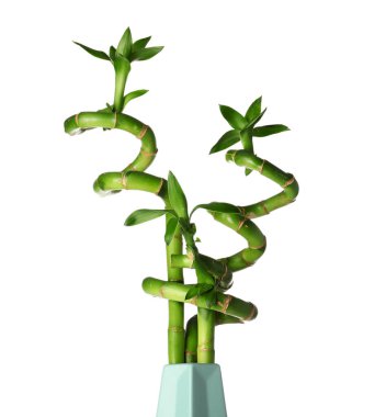 Vase with green bamboo stems on white background