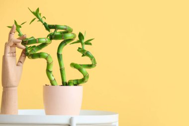 Pot with bamboo plant and wooden hand on table near color wall