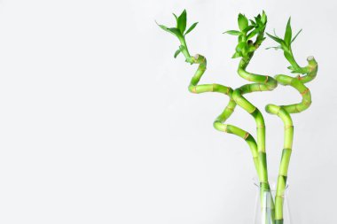 Vase with bamboo branches on color background