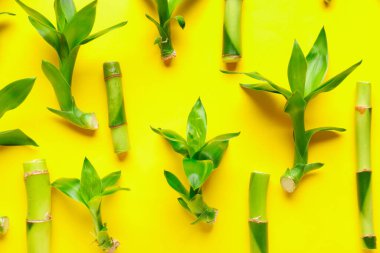 Composition with green bamboo stems on yellow background