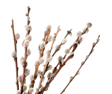 Beyaz arka plan üzerinde izole kedi söğüt dalları