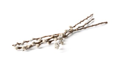 Beyaz arka plan üzerinde izole kedi söğüt dalları