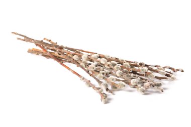 Beyaz arka plan üzerinde izole kedi söğüt dalları